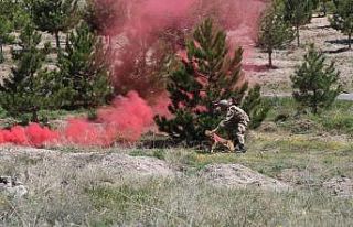 Hassas burunlar teröre göz açtırmıyor