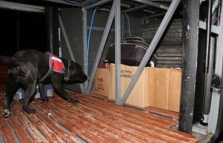 Hassas burunlu köpeklerle didik didik aradılar