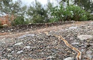 Hatay’da çam kese böceğinin kelebeğe dönüşme...