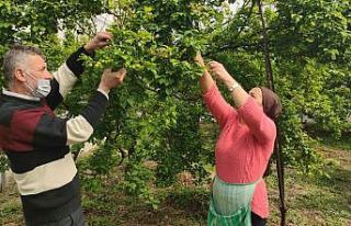 Hatay’da can eriğinin kilosu 60 liraya düştü