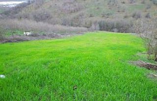 Hayvanları doyuracak bitkiler tarlaları yeşertti