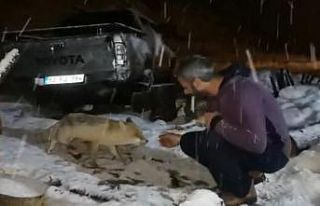 Her gece evine gelen tilkiyi peynirle besliyor