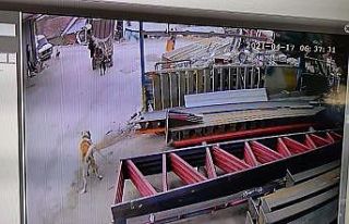 Her sabah hırsızlık yapan şahıslar komşuya yakalandı