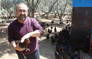 Hobi olarak başladı, şimdi günde 600 yumurta üretiyor