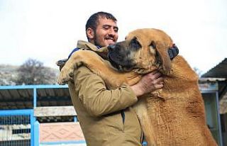 Hobisini işe dönüştüren vatandaş insan boyunda...