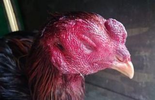 Horoz dövüştüren 6 kişiye para cezası