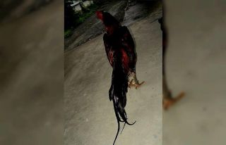 Horoz dövüşü yaptıran 2 kişi suçüstü yakalandı