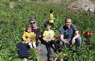 Huzur ortamıyla ters lalelere ilgi arttı