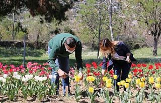 İbradı lale üretimi ile tanıştı