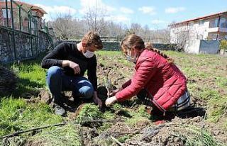 İbradı tıbbi aromatik bitkilerin merkezi olacak