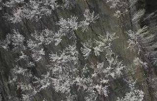 Iğdır’da çiçek açan kayısı ağaçları göz...