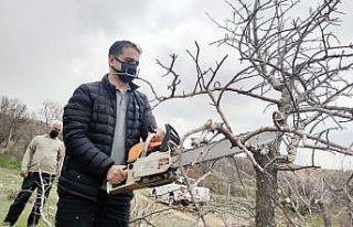 İlçeye katma değer, 24 bin yabani menengiç ağacında...