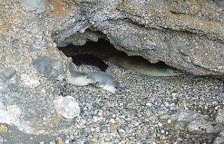 İlk defa bu kadar fazla görüntülendiler