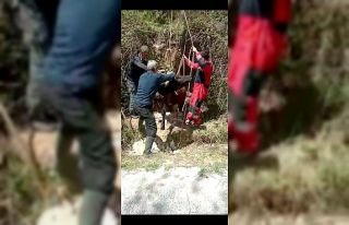 İneği kurtarmak için seferber oldular