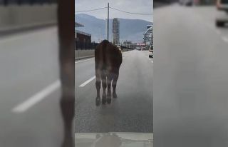 İpini koparan boğa Bursa trafiğinde koşturdu