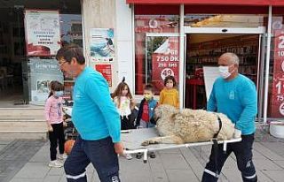 Isırılan sokak köpeği sedyeyle tedaviye götürüldü