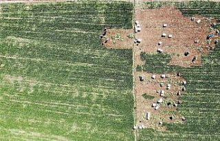 Ispanağın fiyatı yüzde 50 düştü, yine de tezgahta...