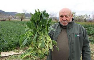 Ispanaklarını satamayan çiftçi çağrı yaptı:...