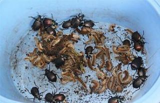 Isparta’da biyolojik mücadele kapsamında 10 bin...