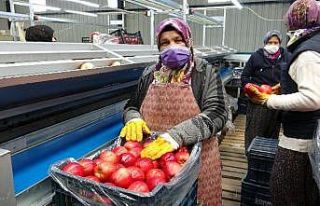 Isparta’da elma ihracatı 4 kat arttı