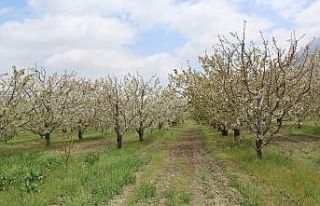 Isparta’da kiraz bahçeleri bu yıl da boş kaldı