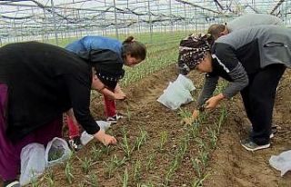 Isparta’da pandemiye rağmen ihracatı yüzleri...