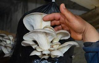 İstiridye mantarı üreticisine günlük 5 bin TL...