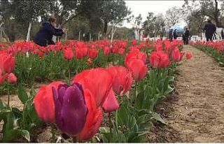 İzmir’de iki kadın girişimci gözü gibi baktığı...