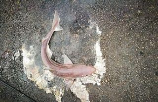 İzmit Körfezi’nde balıkçı oltasına camgöz...