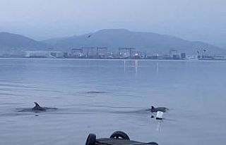 İzmit Körfezi’nde yunuslardan görsel şölen