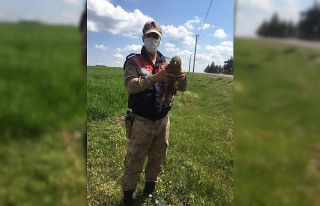 Jandarma fark etti, nesli tükenmekte olan şahin...