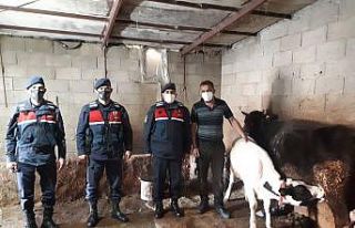 Jandarma kaybolan hayvanları termal İHA ile buldu