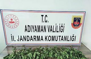 Jandarma kenevir bitkisi ele geçirdi