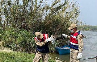 Jandarma silahla yaralanmış kartal buldu