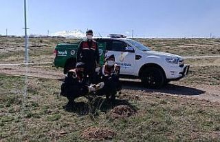 Jandarma tarafından bulunan kızıl şahin tedavi...