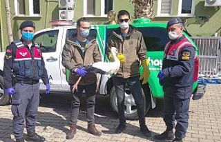 Jandarmanın bulduğu yaralı leylek emin ellerde