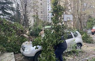 Kadıköy’de park halindeki otomobillerin üzerine...
