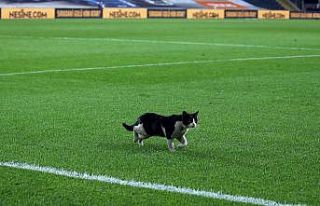 Kadıköy’de sahaya kedi girdi