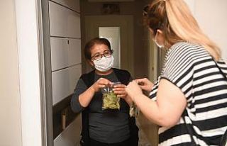 Kadınlar, evde defne yaprağı ayıklayıp para kazanacak