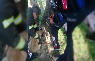 Kafası ağaç kavuğuna sıkışan köpeği itfaiye...