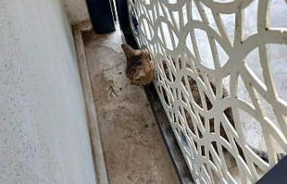 Kafası kapıya sıkışan kedi kurtarıldı