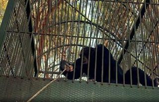 Kafesten kaçan maymun otel çalışanına saldırdı