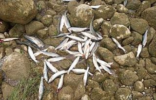 Kahramanmaraş’taki balık ölümleri