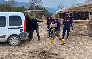 Karabük’te hayvan hırsızlığı şüphelisi tutuklandı