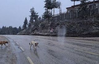 Karabük’te Nisan ayında kar sürprizi