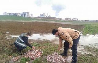 Karabük’ü mesken tutan leylekler için yiyecek...