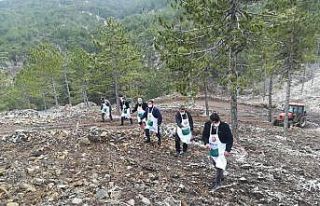 Karaçam tohumları toprakla buluştu