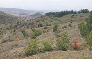 Karaçamaları kurutan zararlı böcekler sahadan...