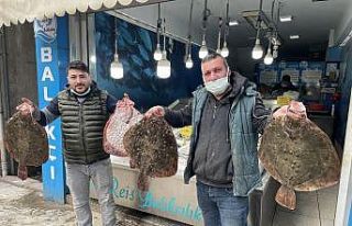 Karadeniz’de kalkan balığı bereketi: Kilosu 200...