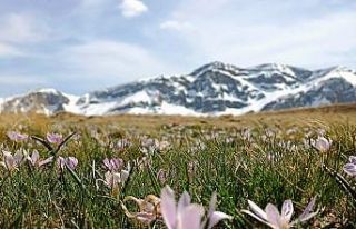 Kardelenlerin karlı dağlarla buluşması görsel...